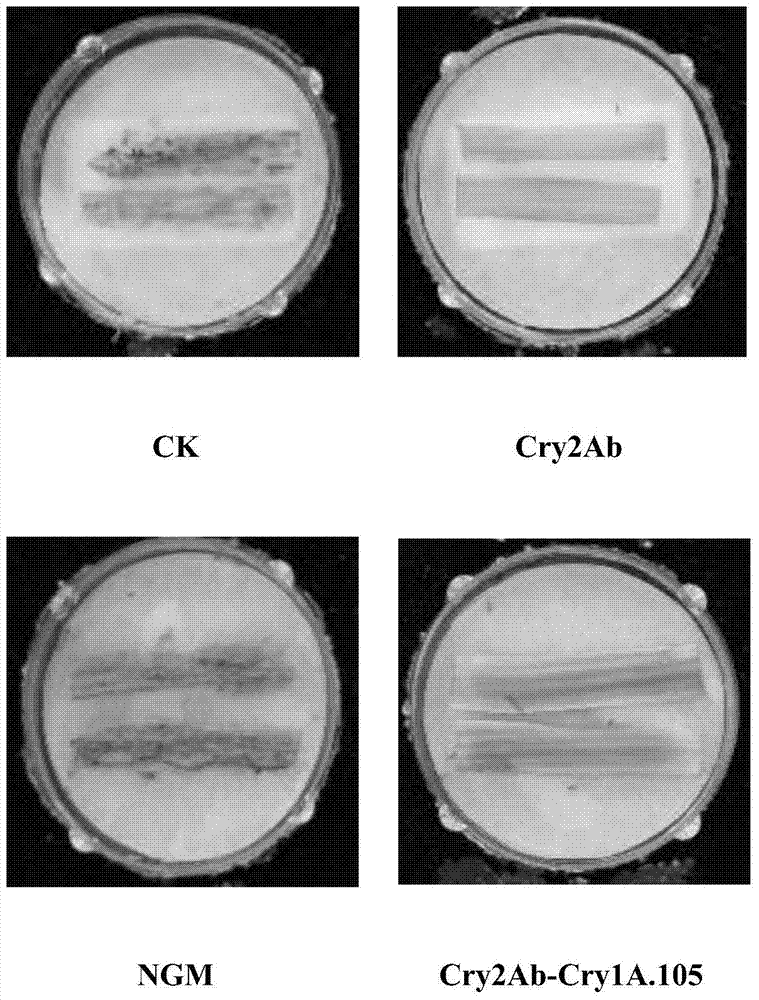 Application of insecticidal protein