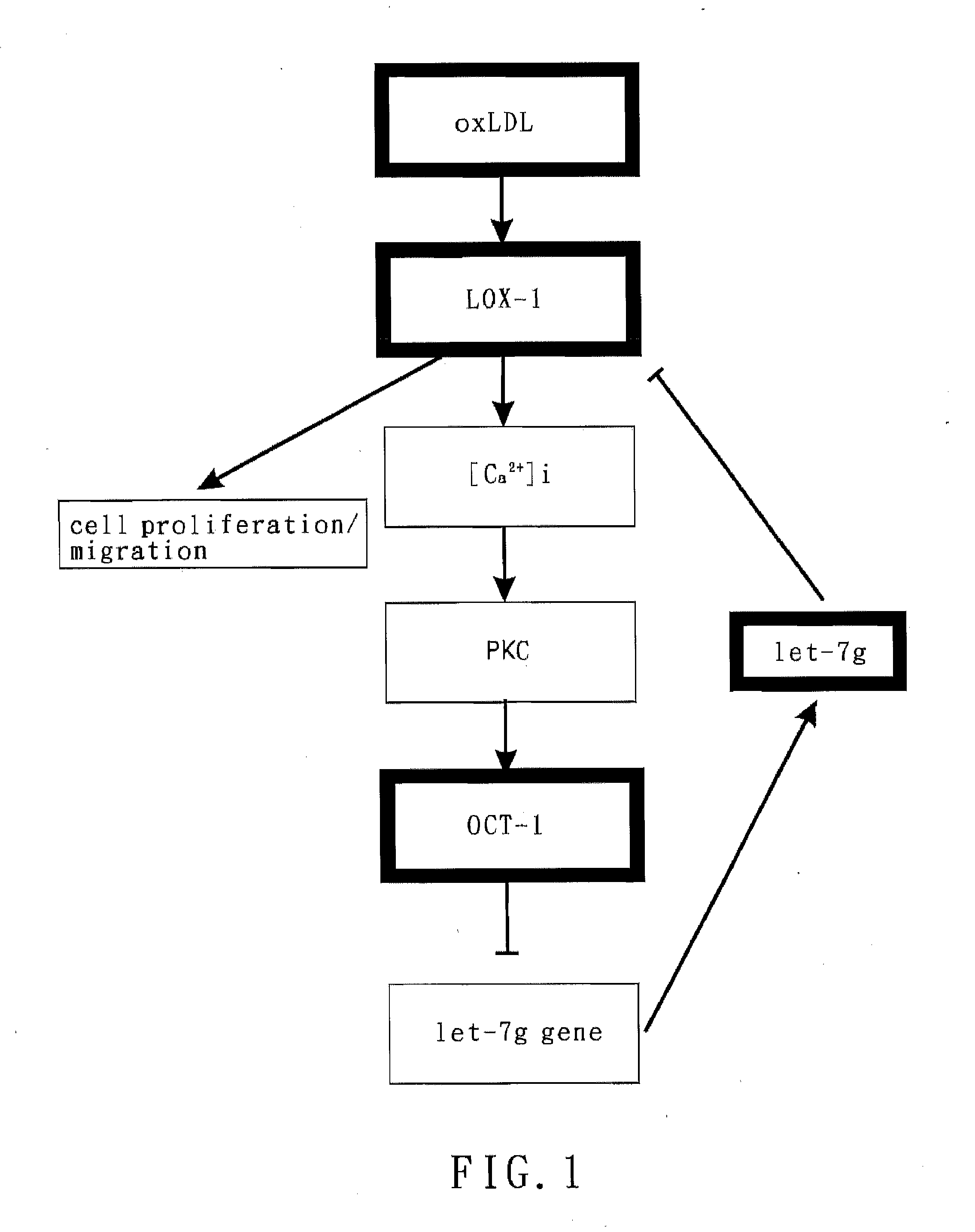 Method of therapy and diagnosis of atherosclerosis