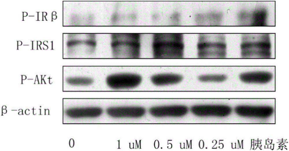 Bromophenol-oxazole compound and its use in drug for treatment on diabetes mellitus type 2