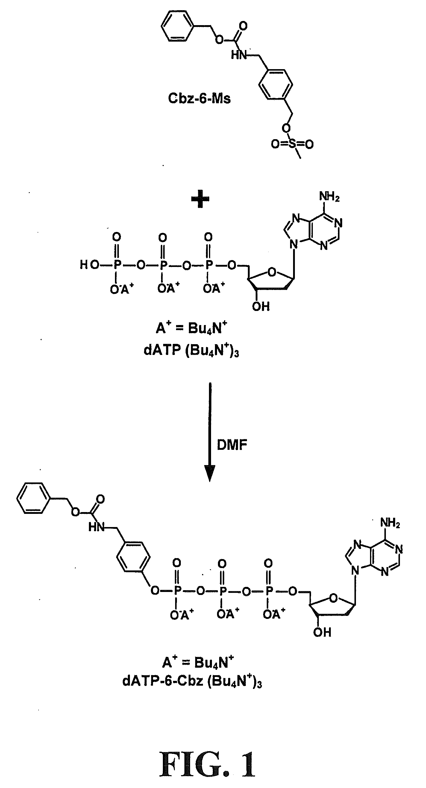 Methods for preparing modified biomolecules, modified biomolecules and methods for using same