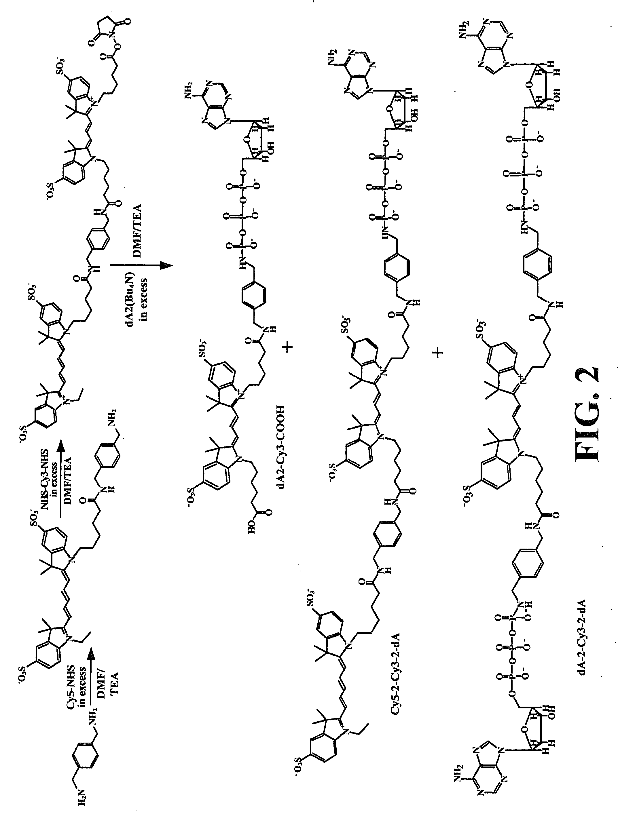 Methods for preparing modified biomolecules, modified biomolecules and methods for using same