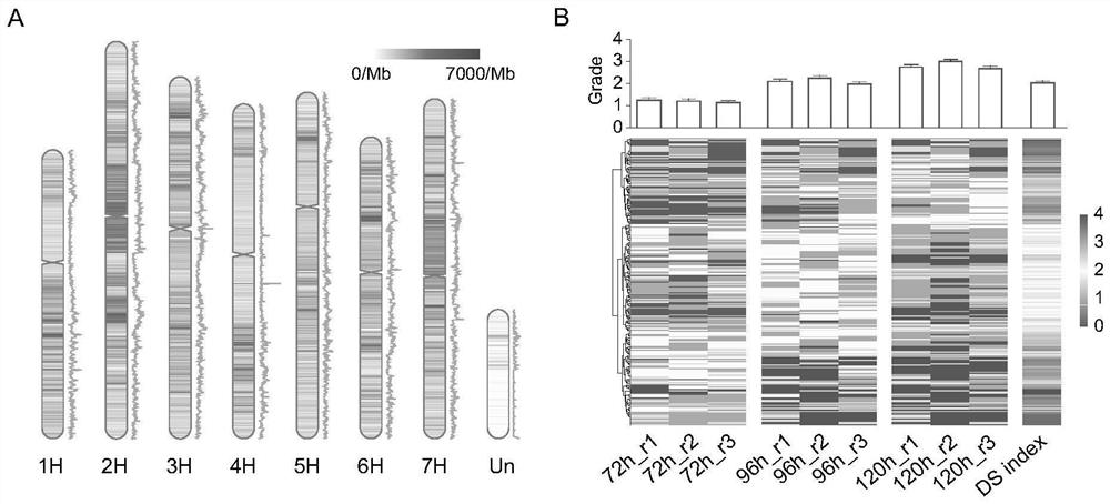 Highland barley drought-resistant related gene and kit and method for identifying drought-resistant highland barley