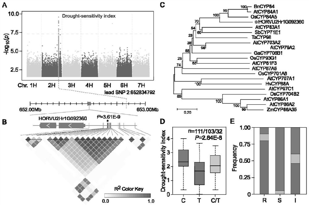 Highland barley drought-resistant related gene and kit and method for identifying drought-resistant highland barley