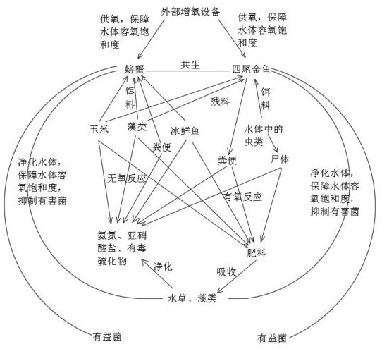 River crab and goldfish intercropping ecological efficient breeding method