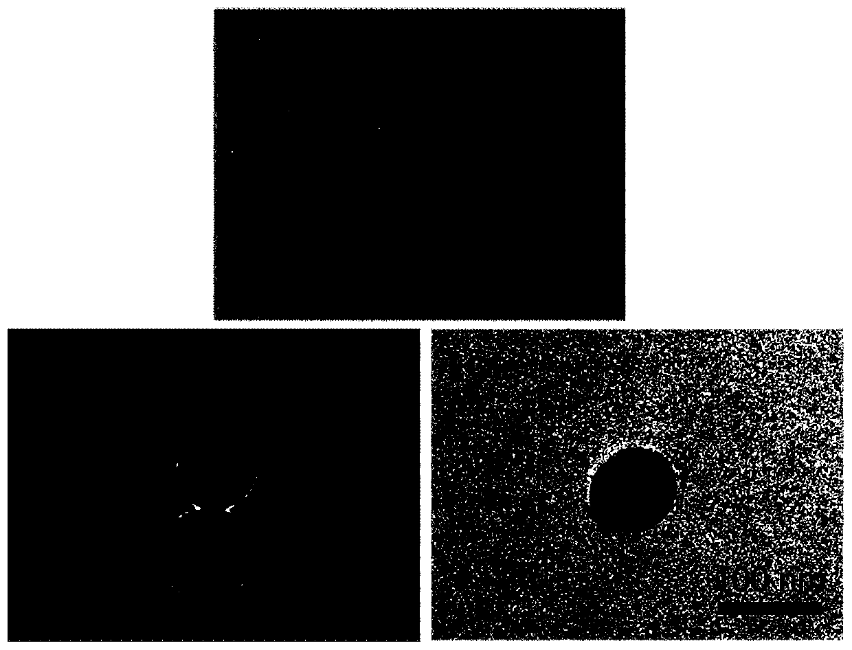 A gold-based extraction material functionalized with different affinity ligands and its application in surface plasmon optical affinity sandwich analysis