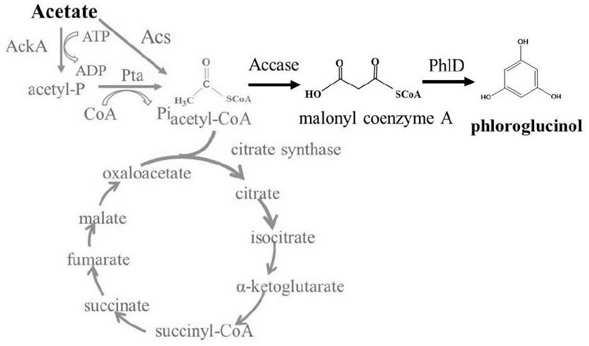 A kind of production method of phloroglucinol