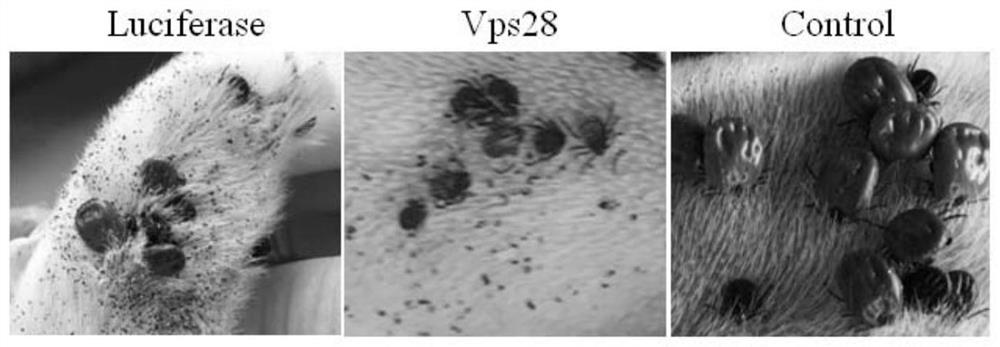 The vacuolar sortilin molecule of R. falciparum and its application