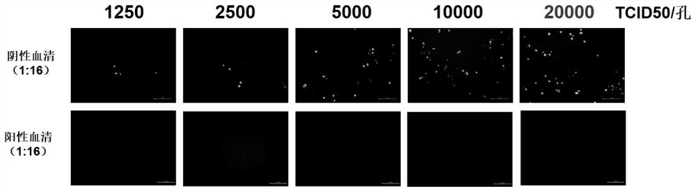 Method for detecting serum type 4 fowl adenovirus neutralizing antibody based on recombinant fluorescent virus