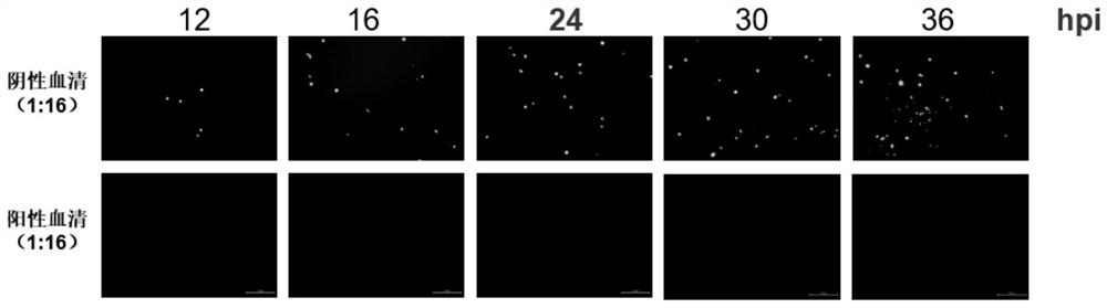 Method for detecting serum type 4 fowl adenovirus neutralizing antibody based on recombinant fluorescent virus