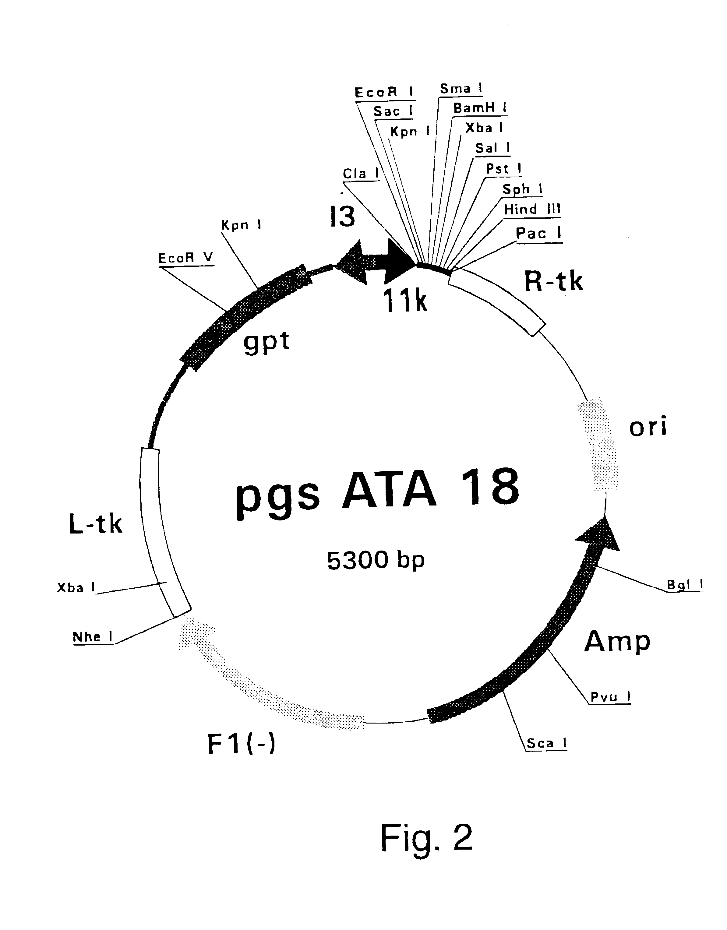 Purified hepatitis C virus envelope proteins for diagnostic and therapeutic use