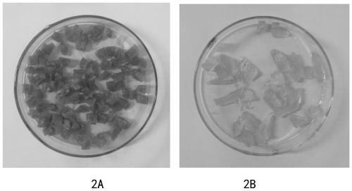 Chitosan/attapulgite composite material and preparation method thereof