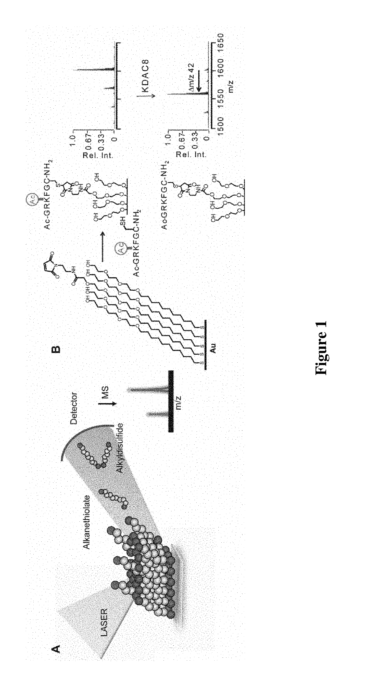 Enzyme coupled assay for quantification of protein and peptide binding by SAMDI mass spectrometry