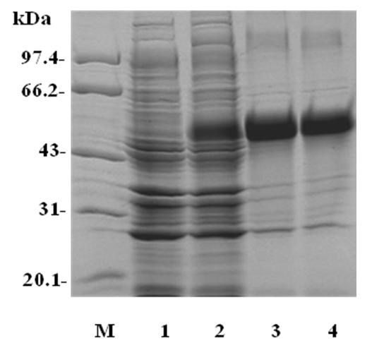 Entamoeba histolytica galactose/acetylgalactosamine (Gal/GalNAc) polypeptide fragment, and preparing method and application of polypeptide fragment