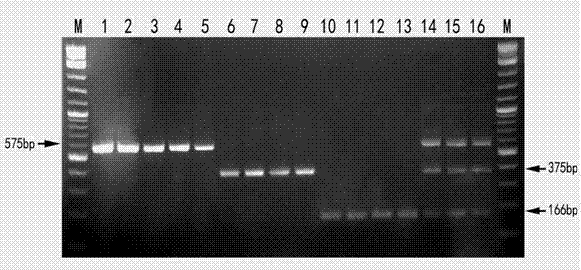 Molecular-specific marker primers and methods for distinguishing Grass coral and 3 kinds of confounding products