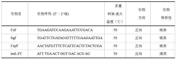 Molecular-specific marker primers and methods for distinguishing Grass coral and 3 kinds of confounding products