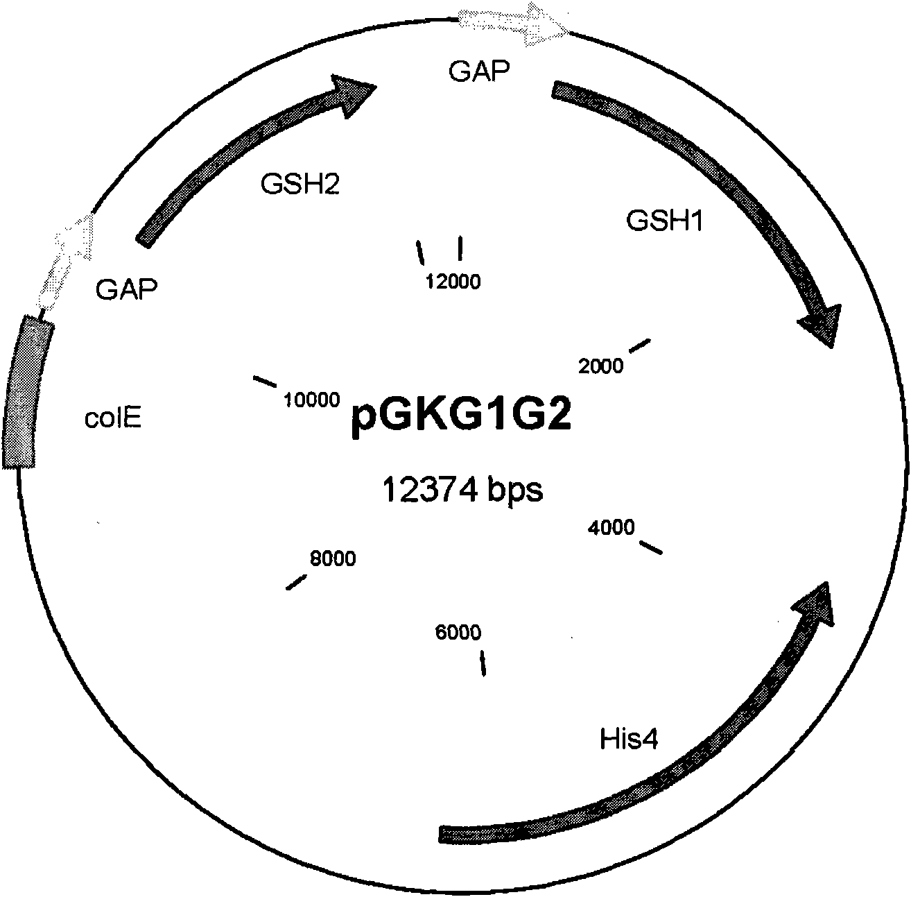 Method for simultaneously producing glutathione and S-adenosyl methionine at high yield