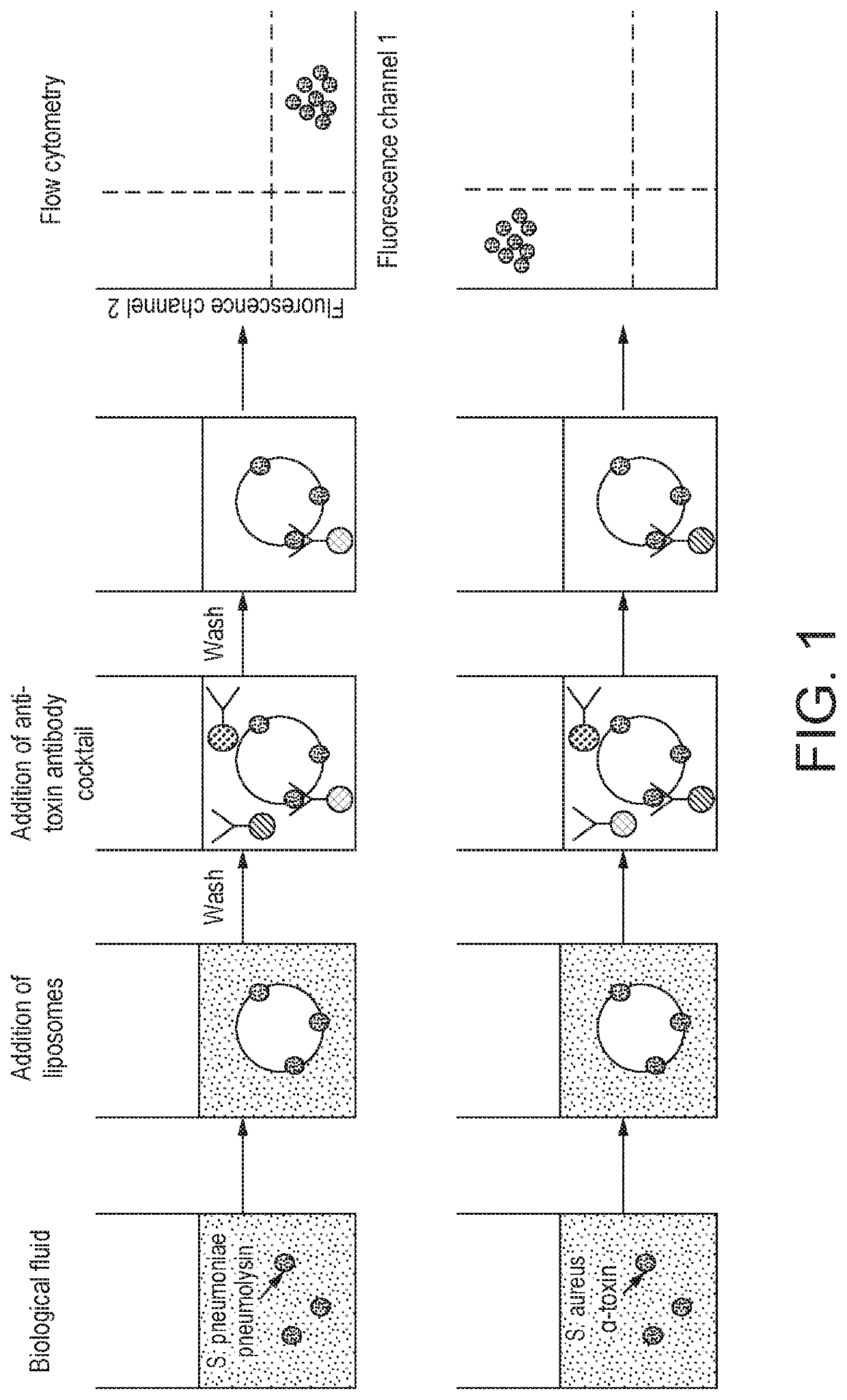 Method for detecting the presence of one or more bacterial toxins in a biological fluid using liposomes