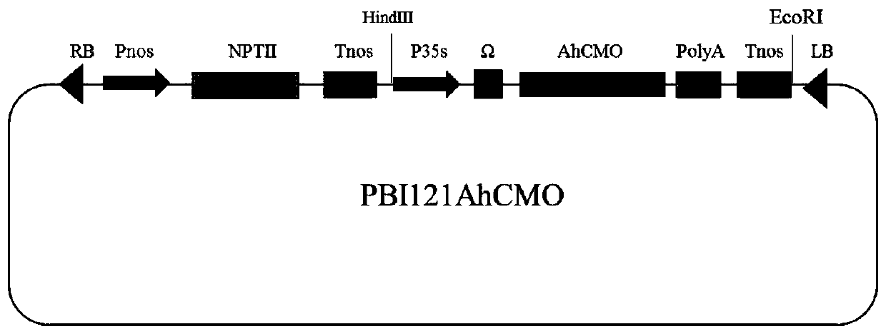 Breeding method of low-temperature-resistant cotton variety