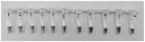 Nucleic-acid visual detection kit for novel coronavirus SARS-CoV-2