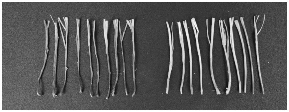 SNP Molecular Markers Related to Wheat Stem Rot Resistance and Its Application