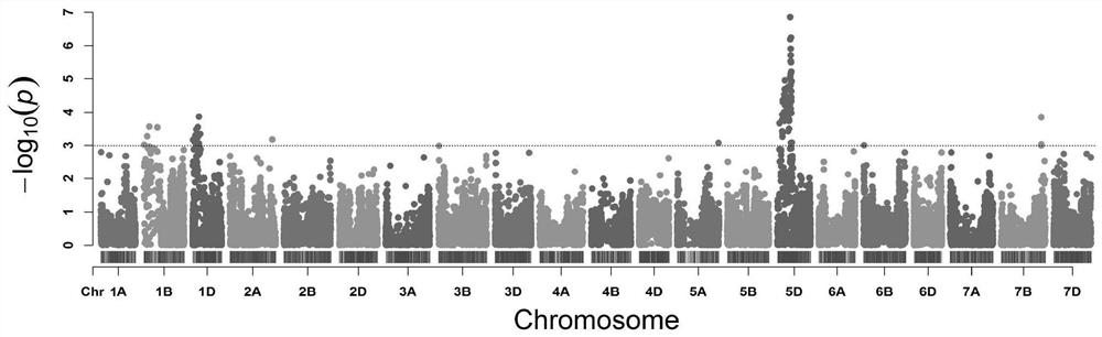 SNP Molecular Markers Related to Wheat Stem Rot Resistance and Its Application