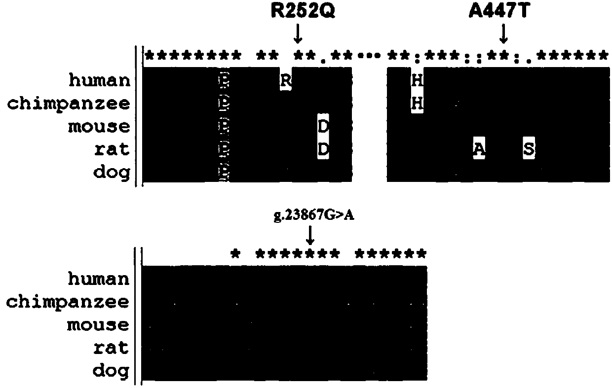 PTGIS gene mutation related to pulmonary hypertension and application thereof