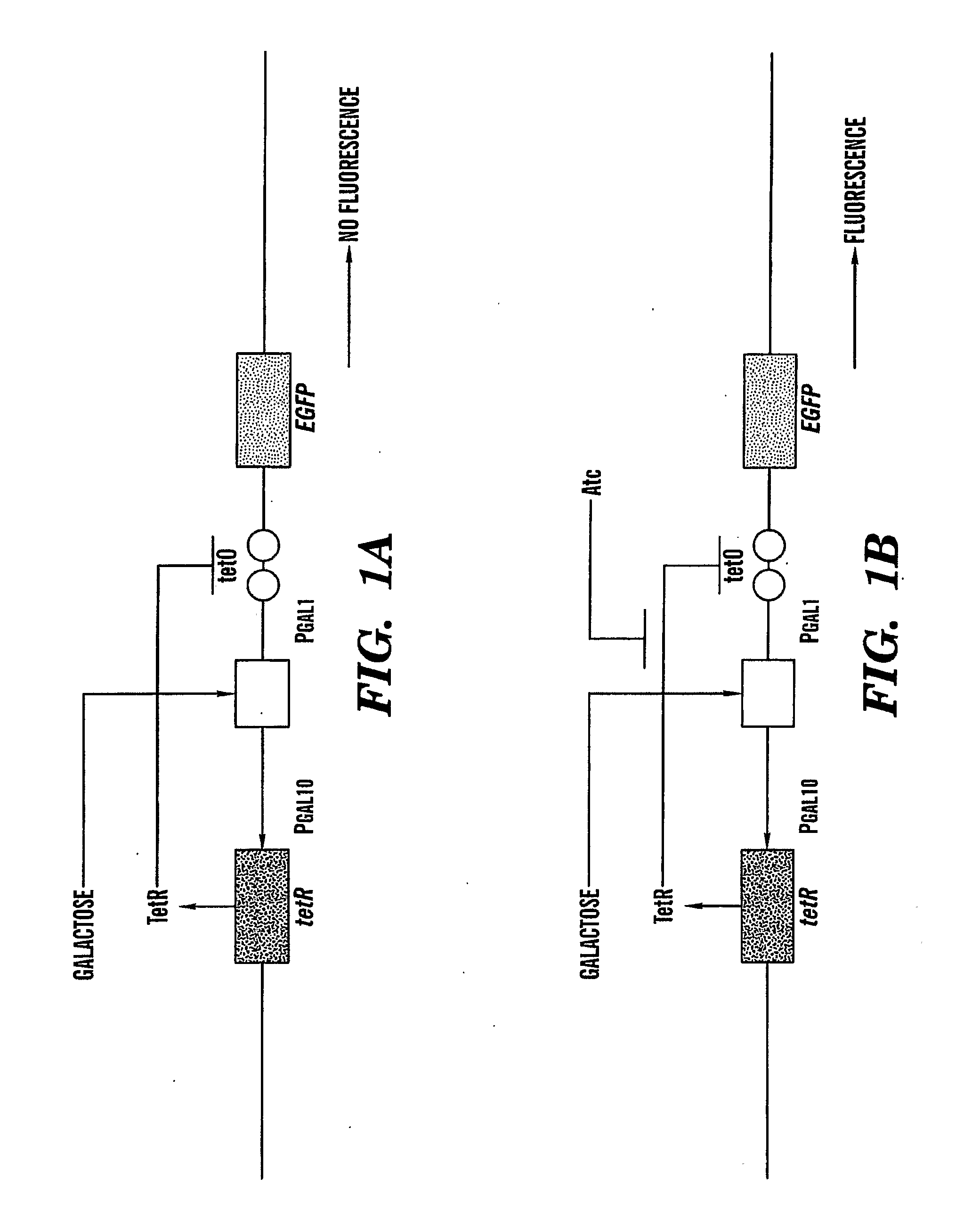 Real time nucleic acid detection in vivo using protein complementation