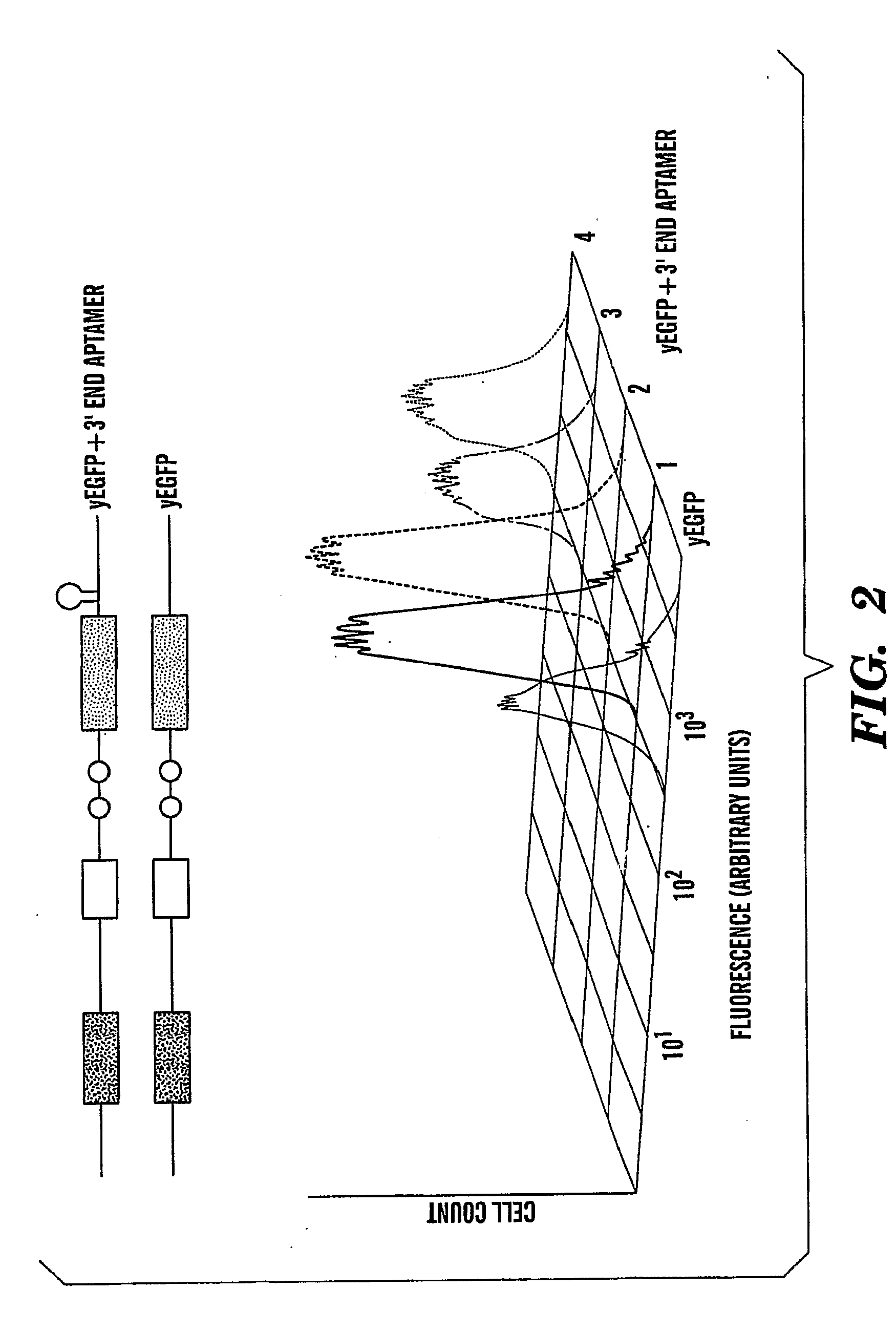 Real time nucleic acid detection in vivo using protein complementation