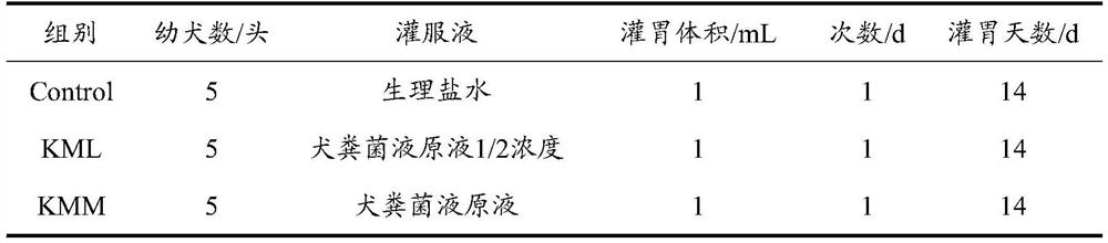 Method for improving working performance of puppies of Kunming dogs by fecal microbiota transplantation