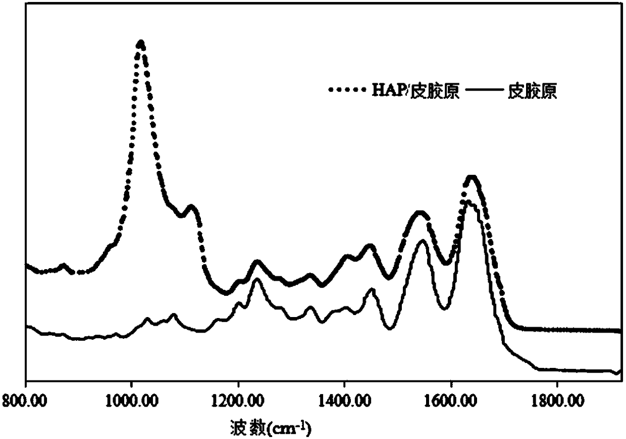 Method for improving collagen heat stability by utilizing hydroxyapatite