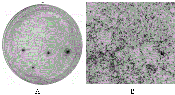 Sulfate reducing bacteria-phosphate solubilizing bacteria and application thereof in combined remediation of cadmium contaminated soil