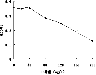 Sulfate reducing bacteria-phosphate solubilizing bacteria and application thereof in combined remediation of cadmium contaminated soil