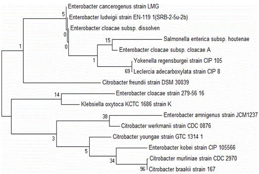 Sulfate reducing bacteria-phosphate solubilizing bacteria and application thereof in combined remediation of cadmium contaminated soil