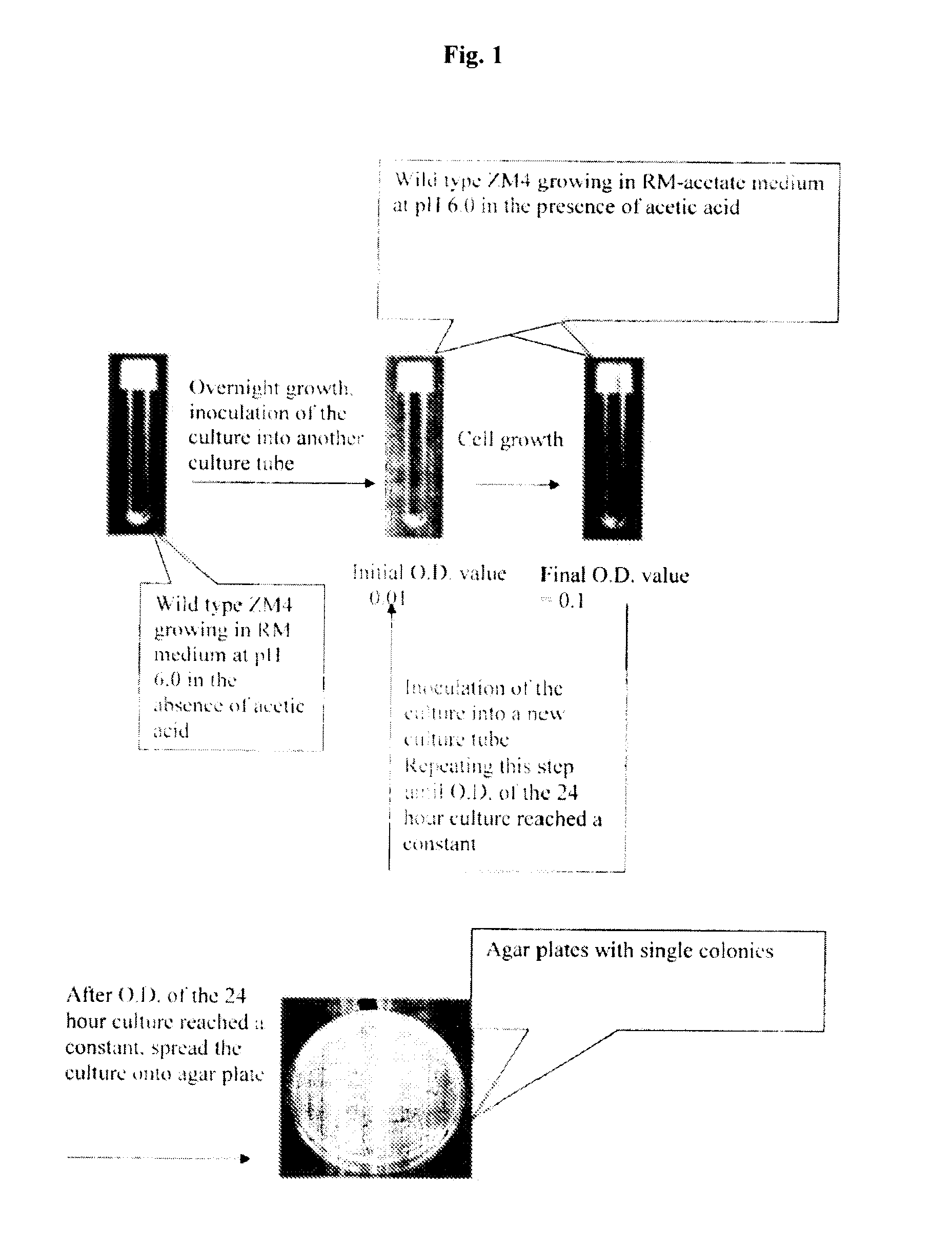 Strains of zymomonas mobilis for fermentation of biomass