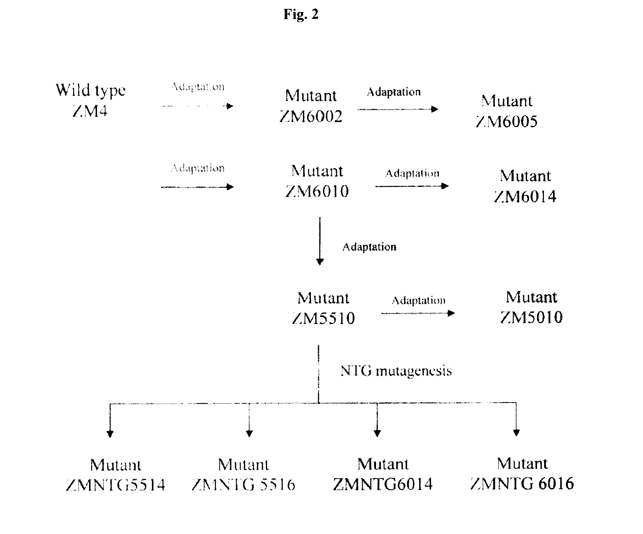 Strains of zymomonas mobilis for fermentation of biomass