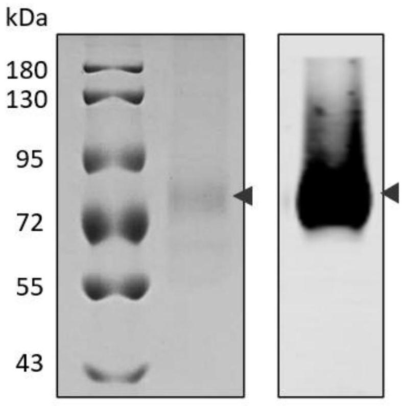 A nanobody of Glypican 3 with outstanding high stability and its preparation method