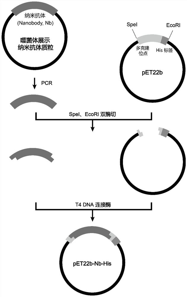 A nanobody of Glypican 3 with outstanding high stability and its preparation method