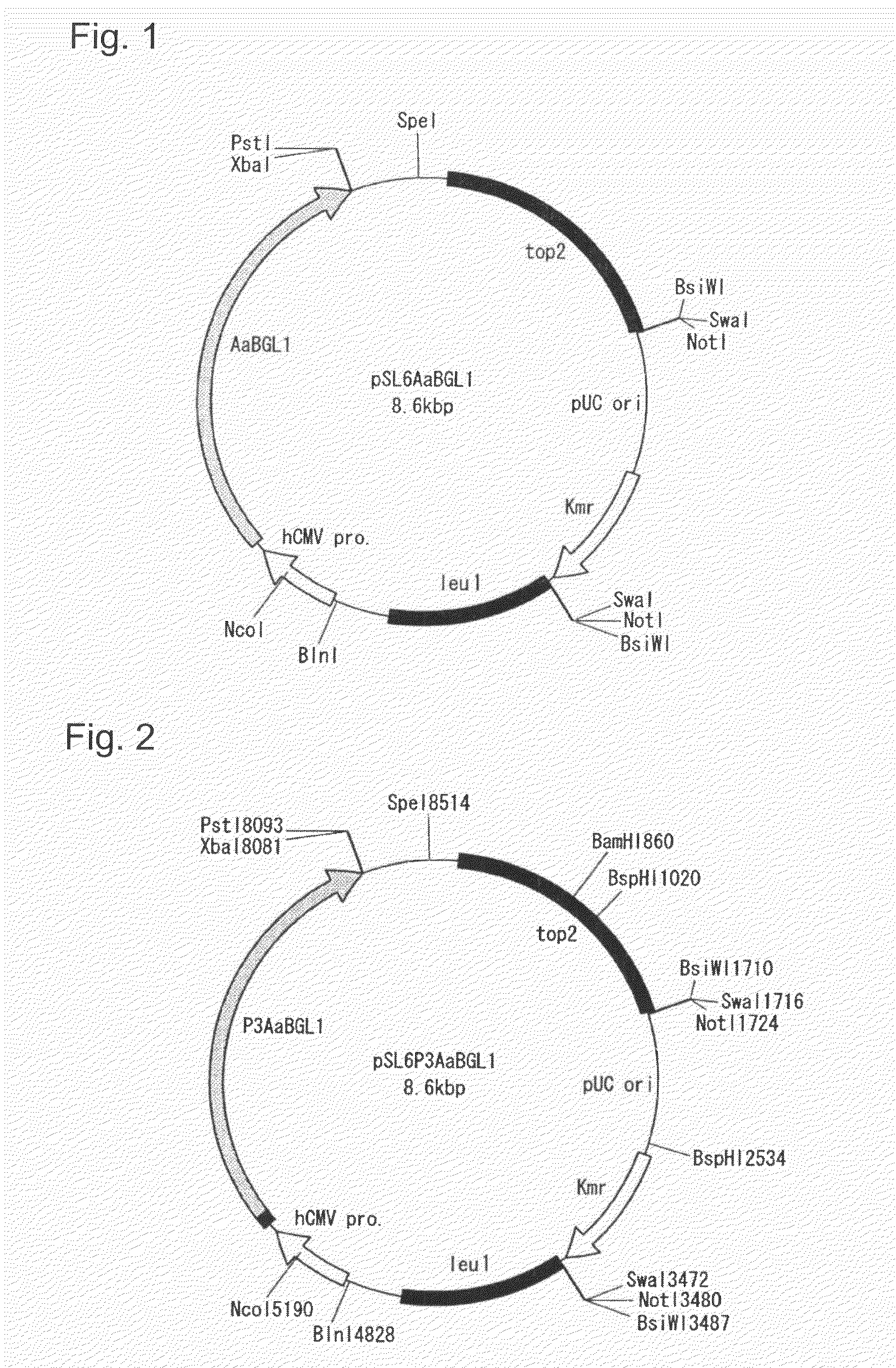 Transformant of schizosaccharomyces pombe mutant and cloning vector