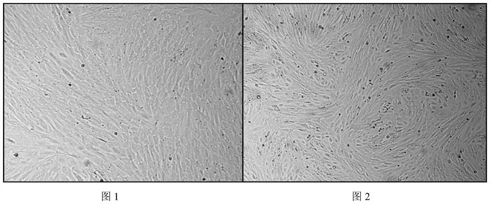 Goat testis subculture cells that can be subcultured and their subculture and domestication method, special culture system and application