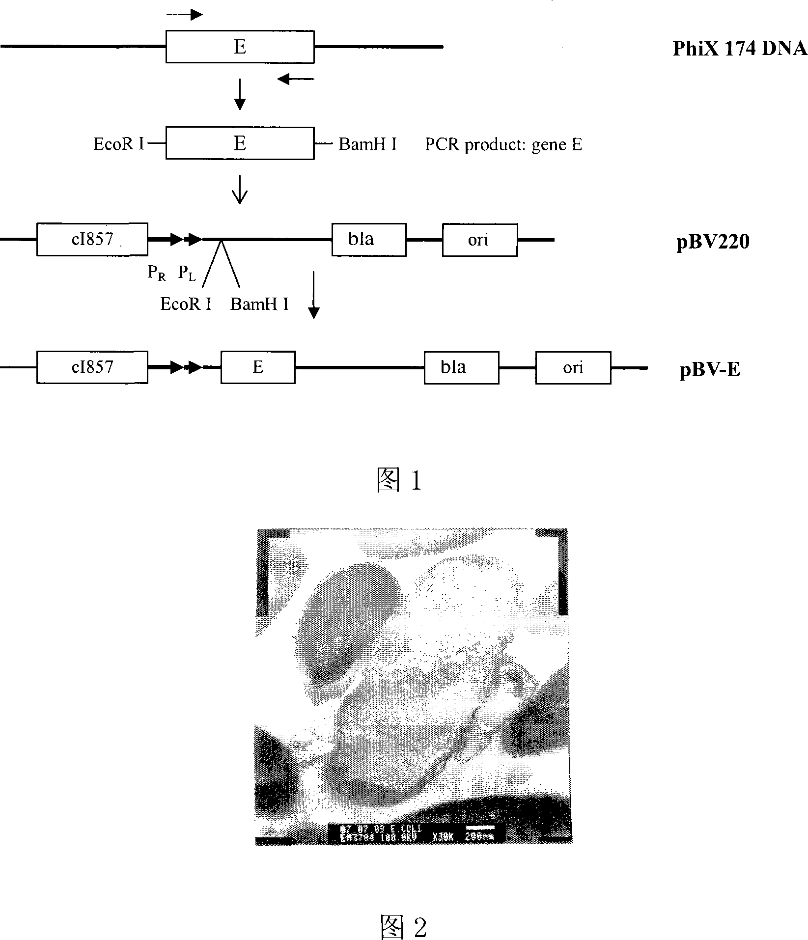 Bacillus coli perforating plasmid vector, construction method thereof and applications in bacterial ghost preparation