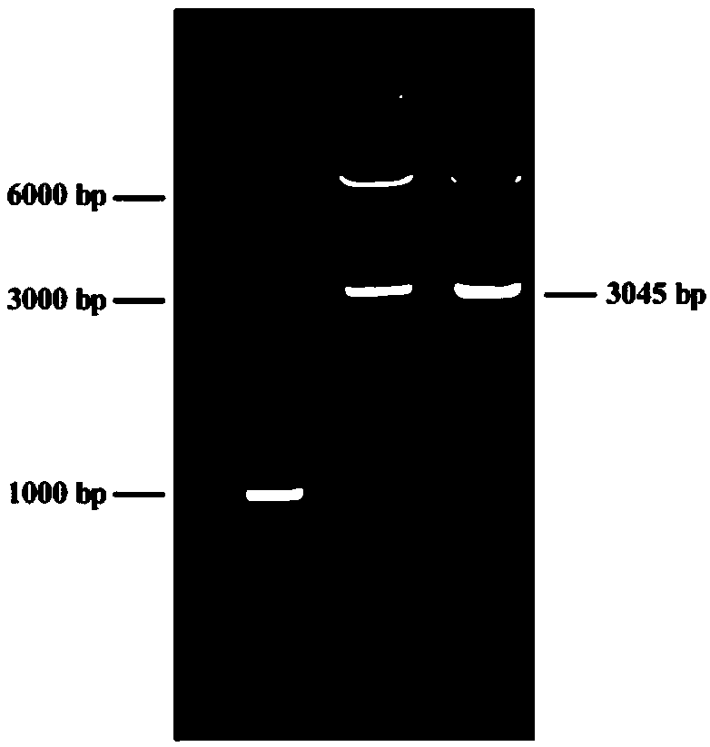 Fidaxomicin genetically engineered bacterium, construction method and application