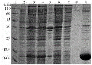 Specific marker of mycobacterium tuberculosis and application thereof