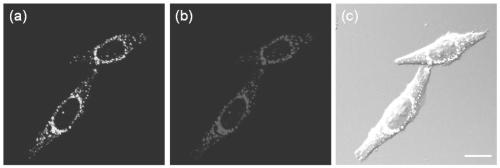 A kind of lysosome targeting fluorescent probe and preparation method thereof