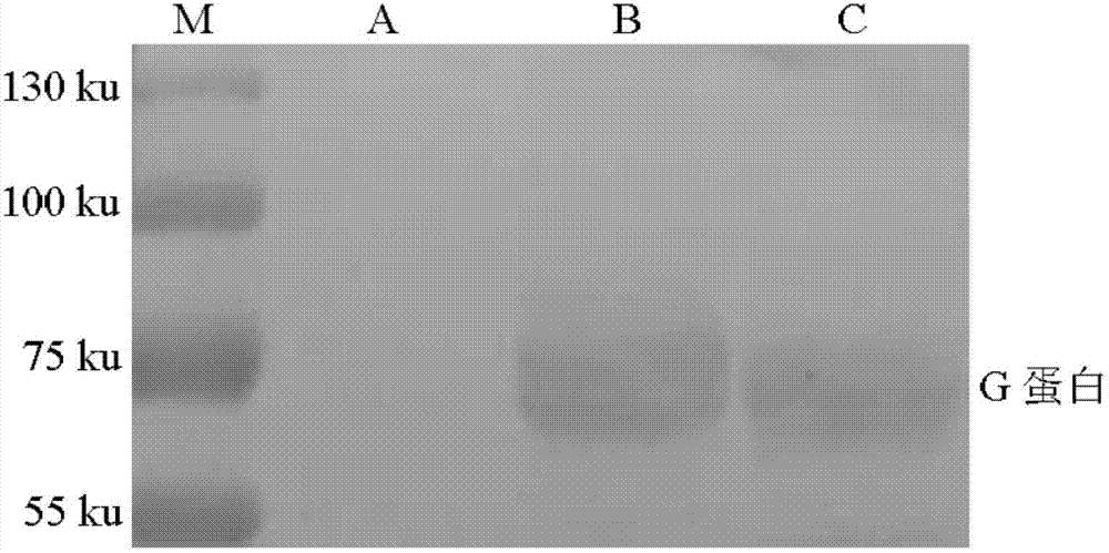 Building and application of hydrophobia DNA (deoxyribonucleic acid) vaccine