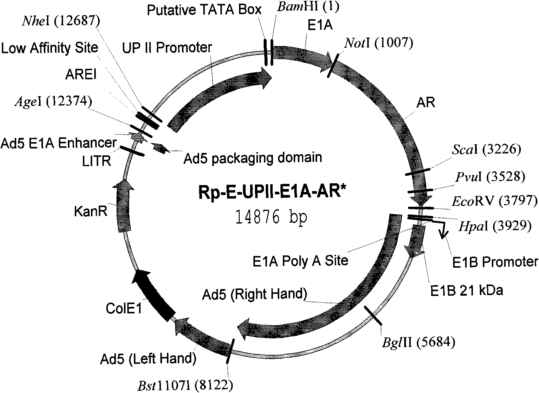 Specific recombinant adenoviruses, preparation thereof and use thereof