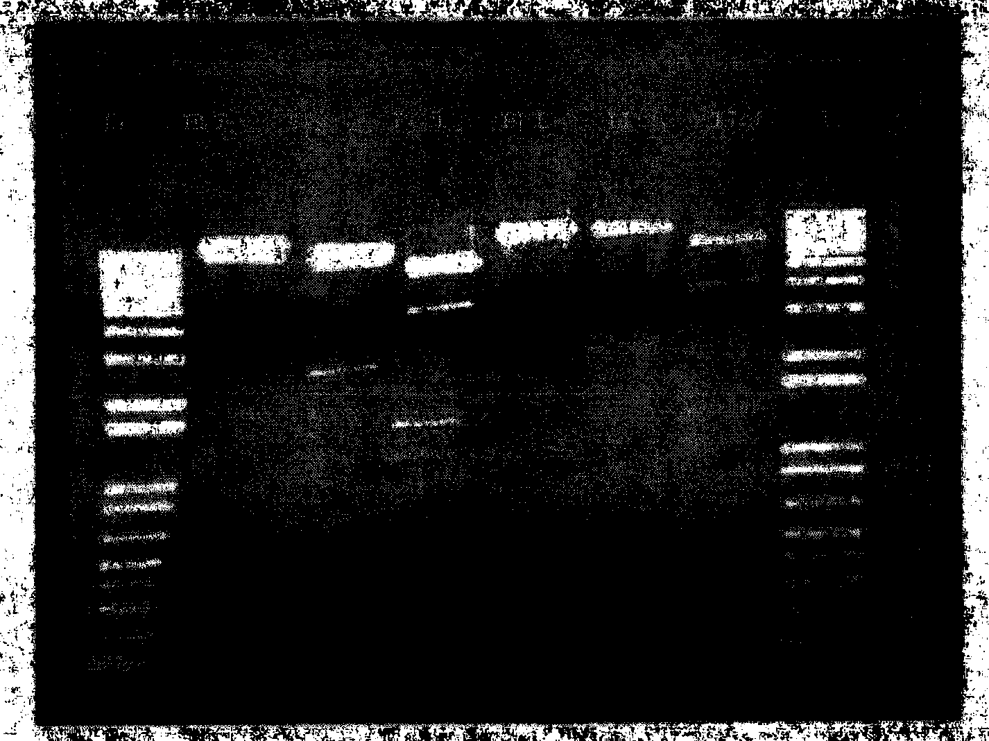 Specific recombinant adenoviruses, preparation thereof and use thereof