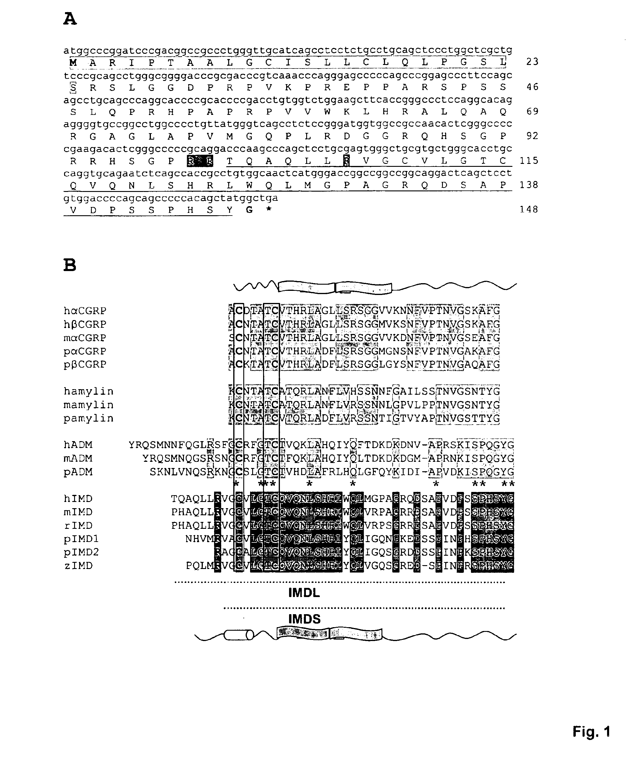 Intermedin and its uses