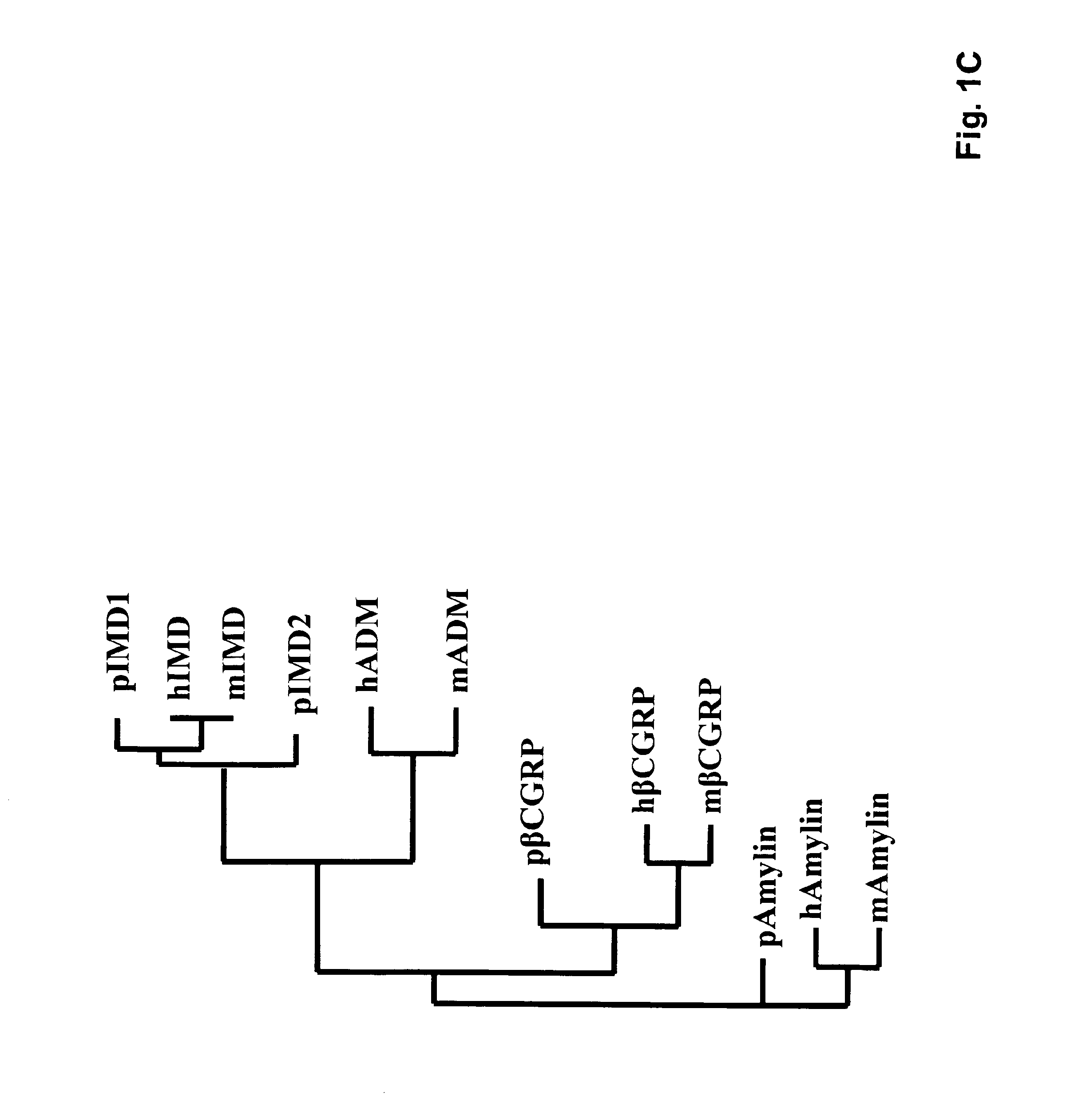 Intermedin and its uses