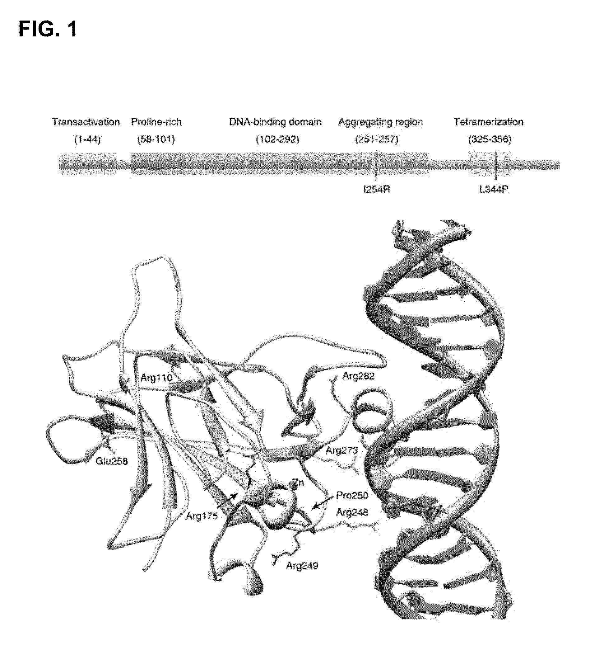 Methods for screening inhibitors of tumor associated protein aggregation