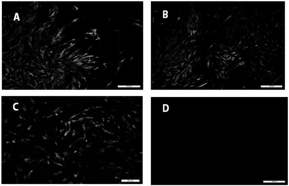 Chimeric Newcastle disease virus vector H7 (avian influenza) live vaccine candidate strain capable of overcoming effect of Newcastle disease virus maternal antibody of chick and a construction method thereof